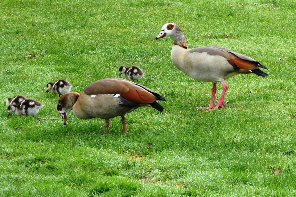 Egyptian Geese Alopochen Aegyptiaca Canada Geese Branta Canadensis Green Park
